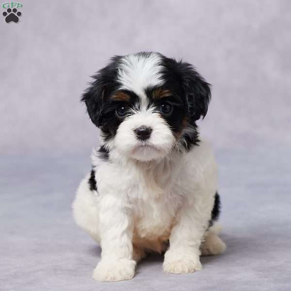 Demi, Cavapoo Puppy